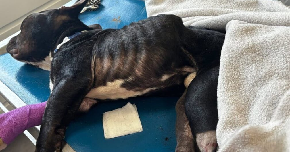 Un couple de Dijon jugé pour avoir maltraité à mort leur chien American Bully Tyson,