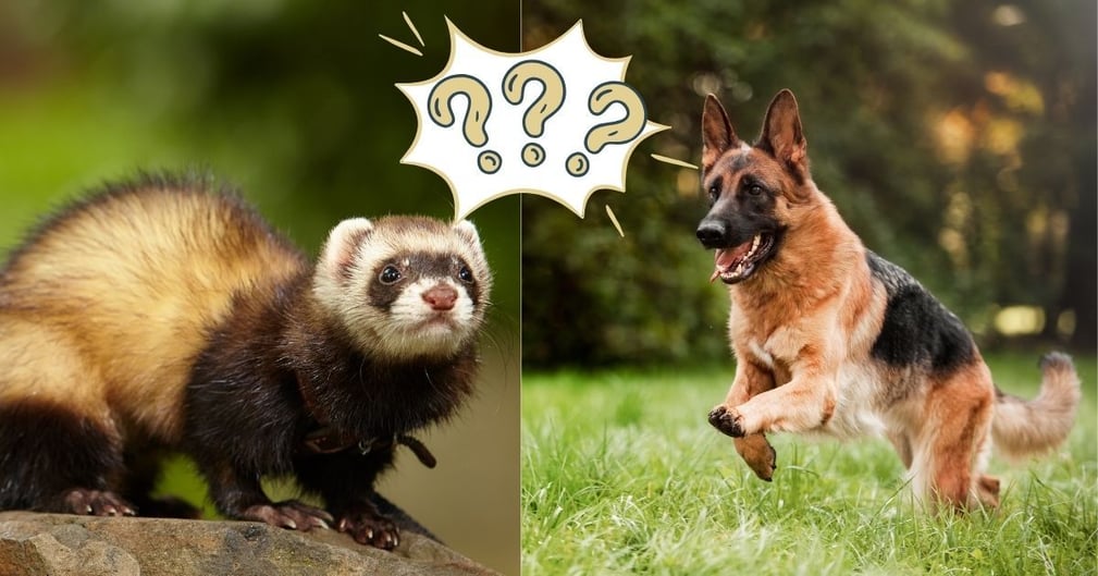 Un furet et un berger allemand