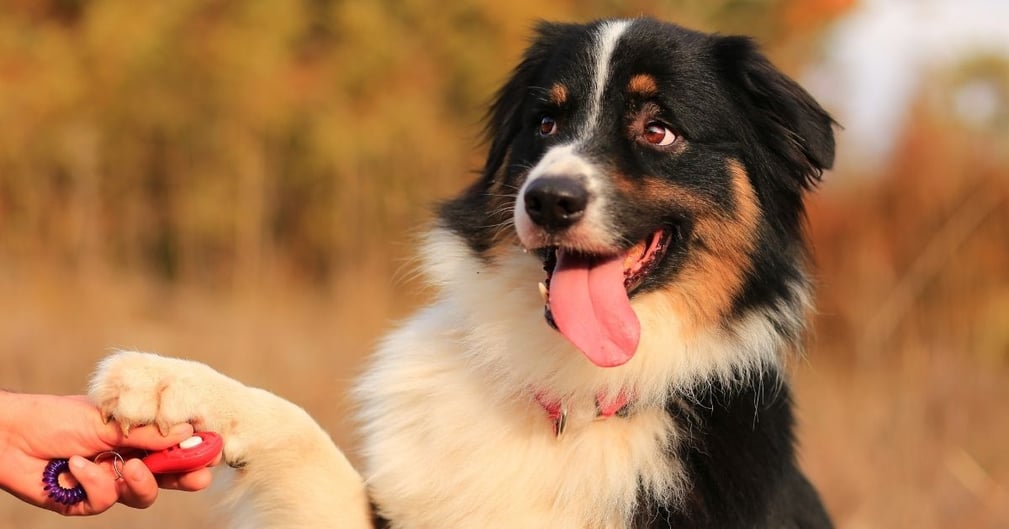 chien préféré des français