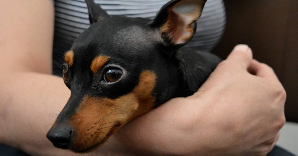 chien chez le vétérinaire