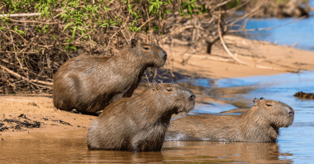 groupe de capybara