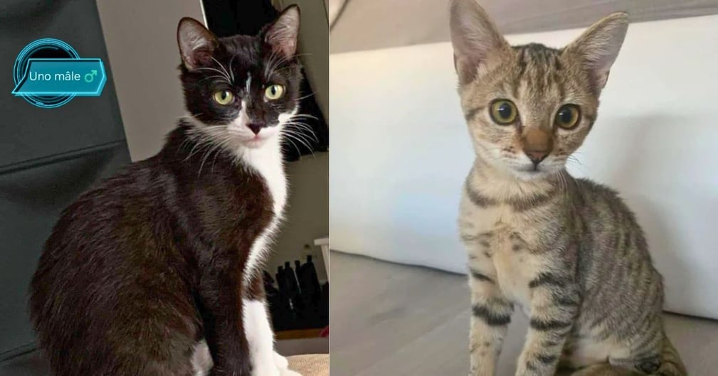 Chatons Nino et Uno cherchant une nouvelle famille après un retour d'adoption.