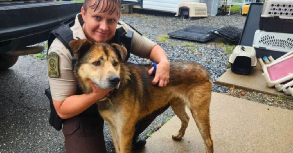 Chien Teddy souriant avec ses nouveaux propriétaires.