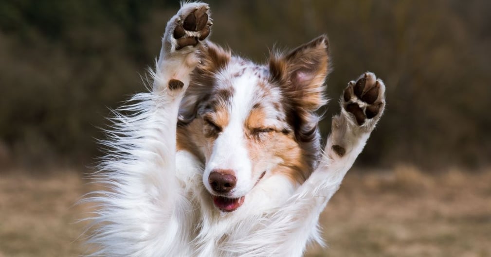  Votre chien est-il droitier, gaucher, ou les deux ? 