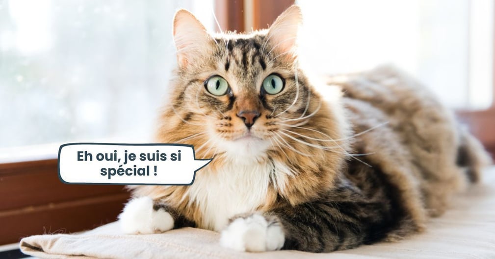 10 choses que seuls les chats savent faire !