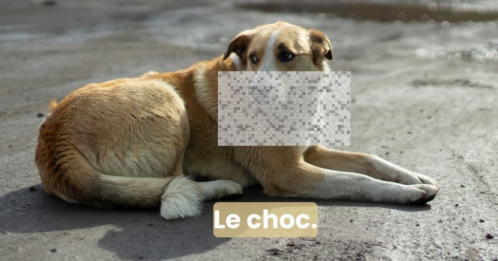 chien à la tete gonflée