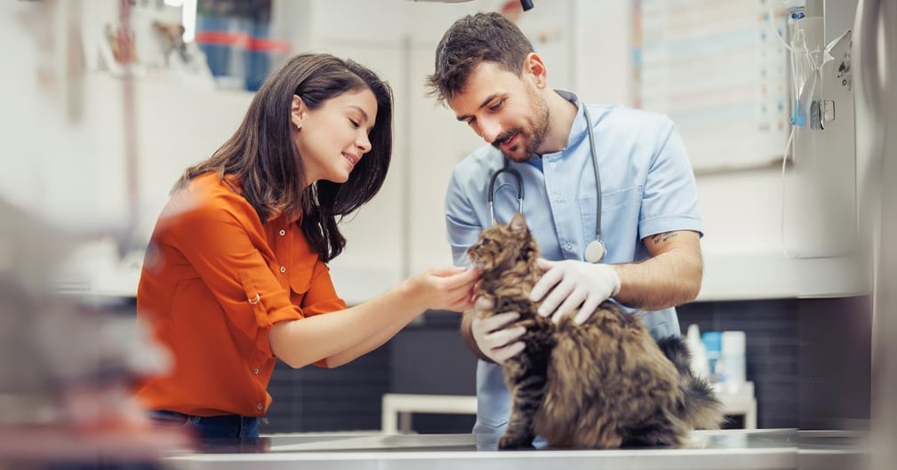 prix pour sterilisation chat