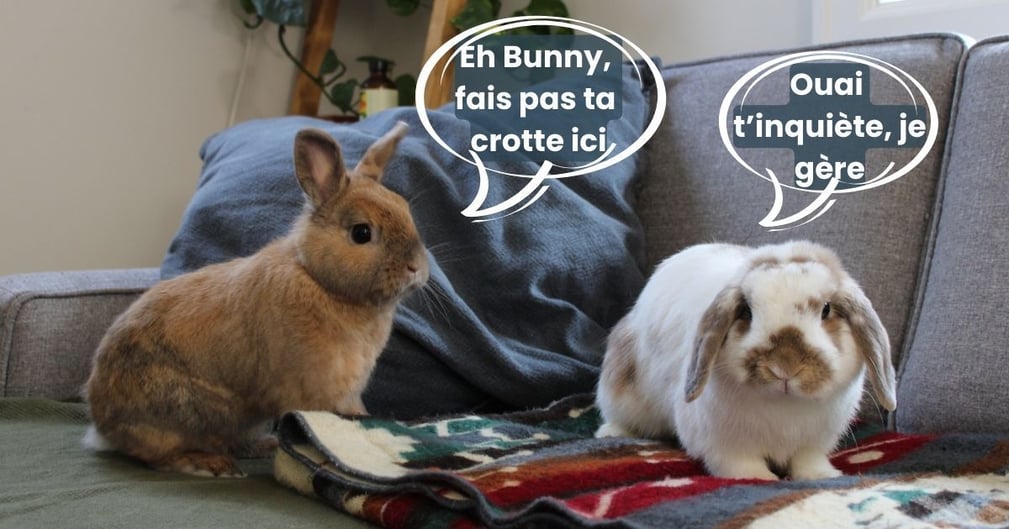 apprendre la propreté à un lapin