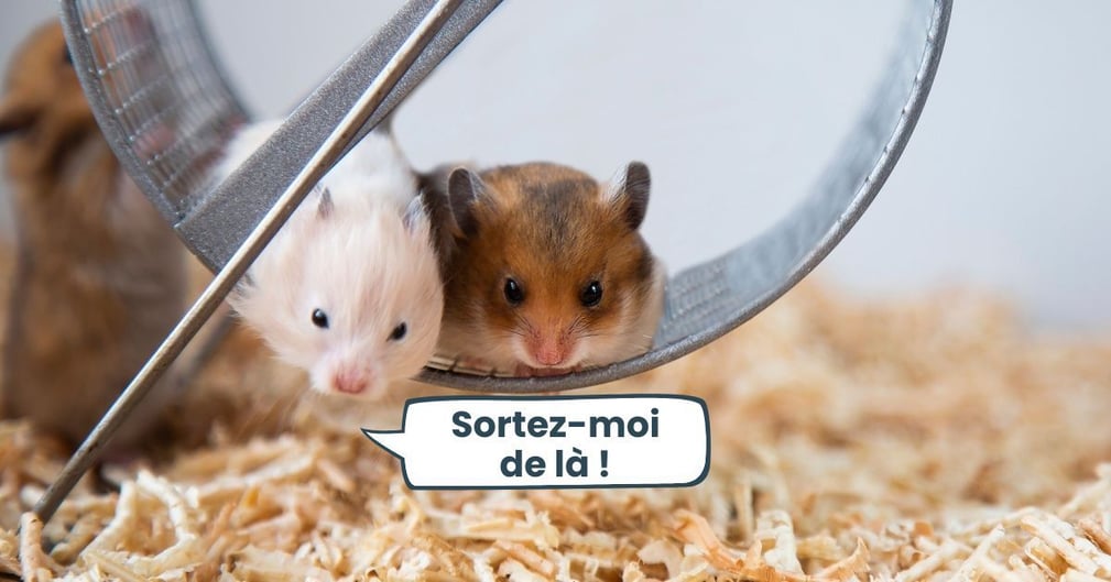 Deux hamsters partagent la même cage