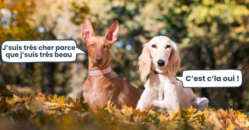 races de chien les plus chères au monde