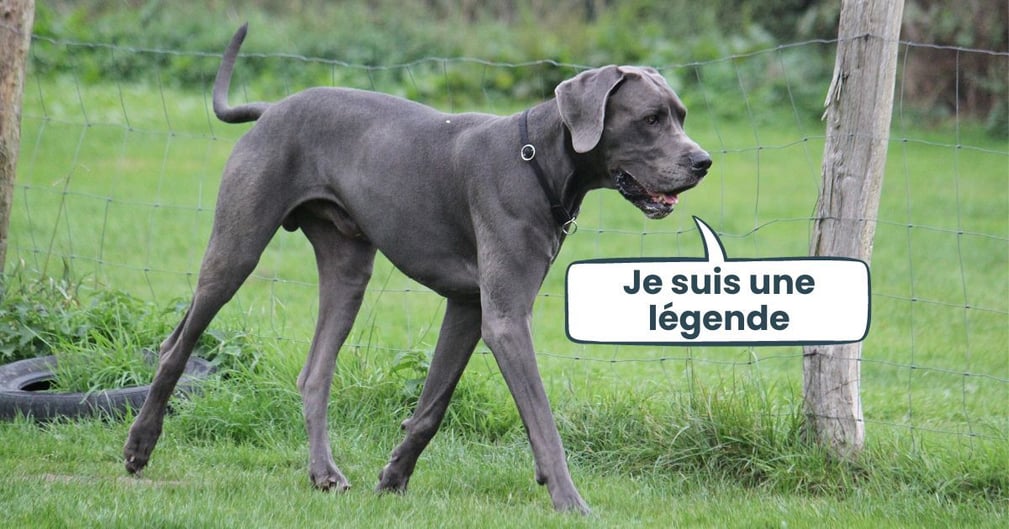 le chien le plus gros du monde