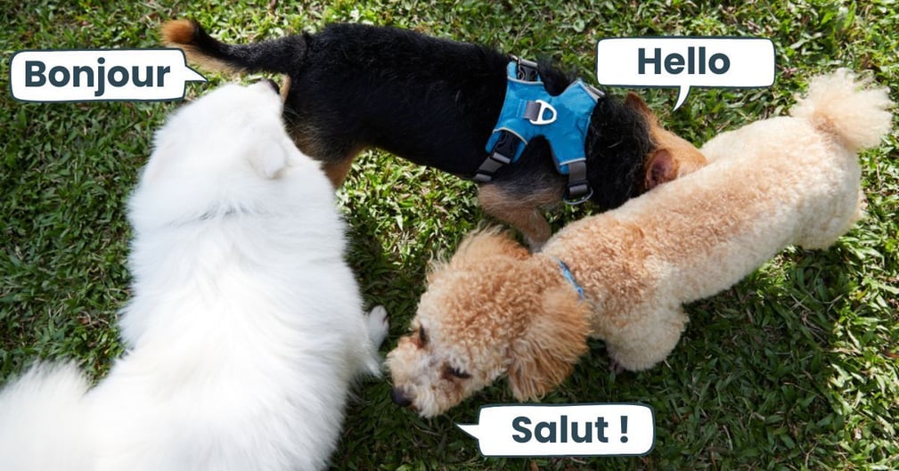 chiens qui se reniflent les fesses