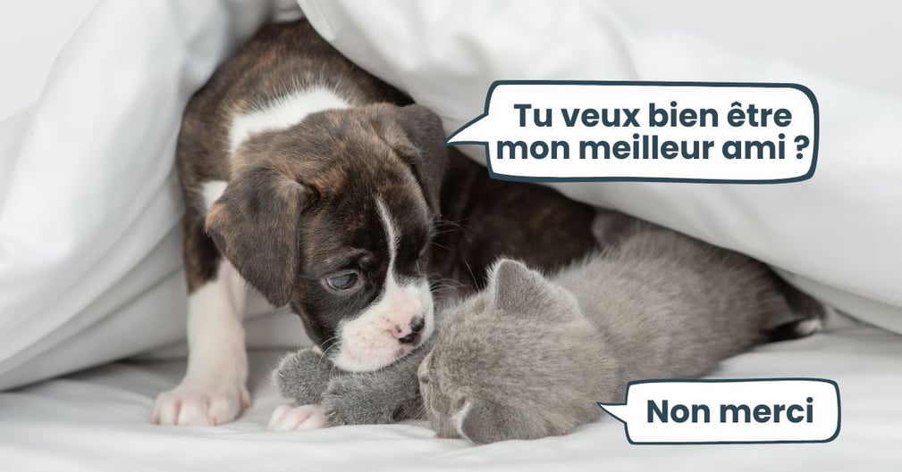 cohabitation chien et chat