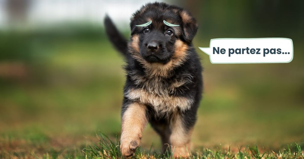 chiot berger allemand problème de hanches