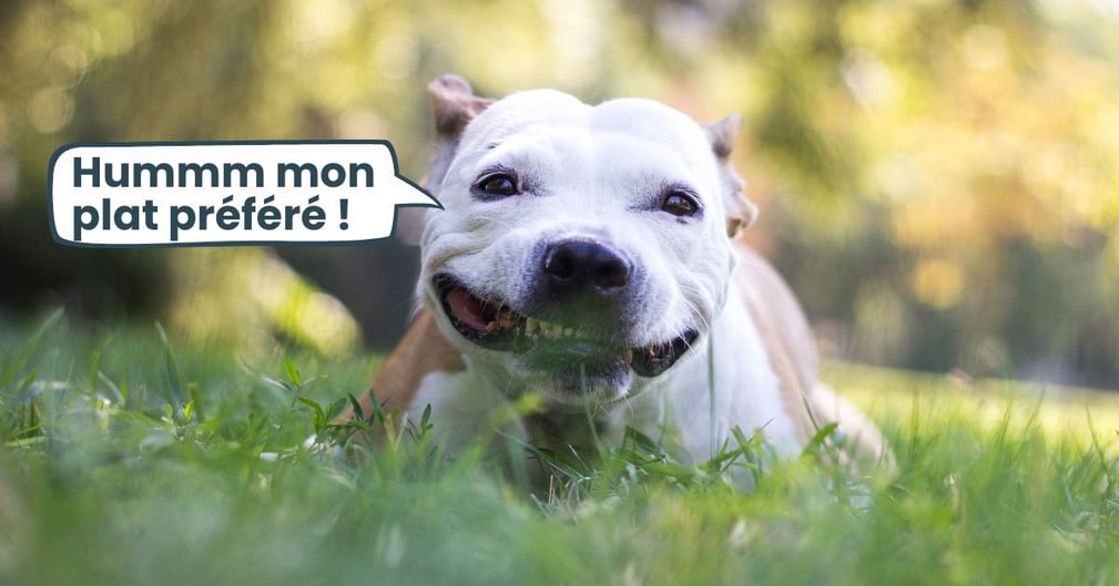 Pourquoi mon chien mange de l'herbe