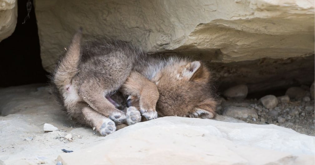 bébé coyote chiot