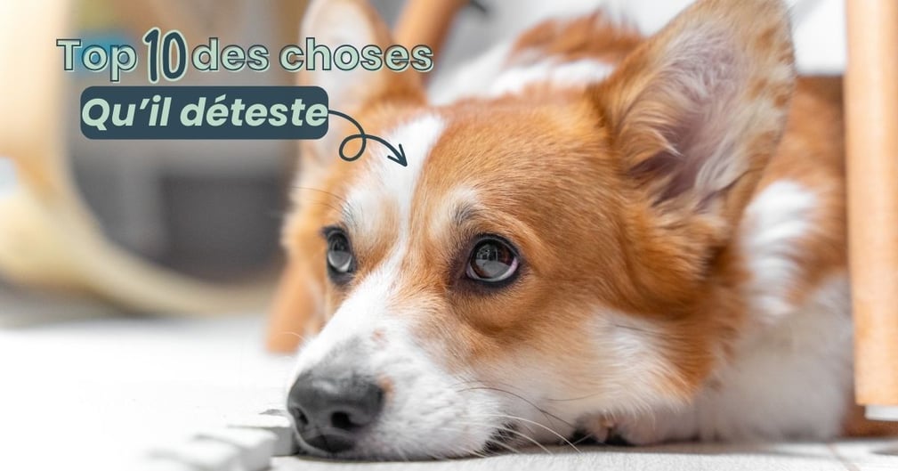 Top 10 des choses que le chien déteste