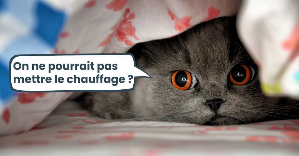 chat froid