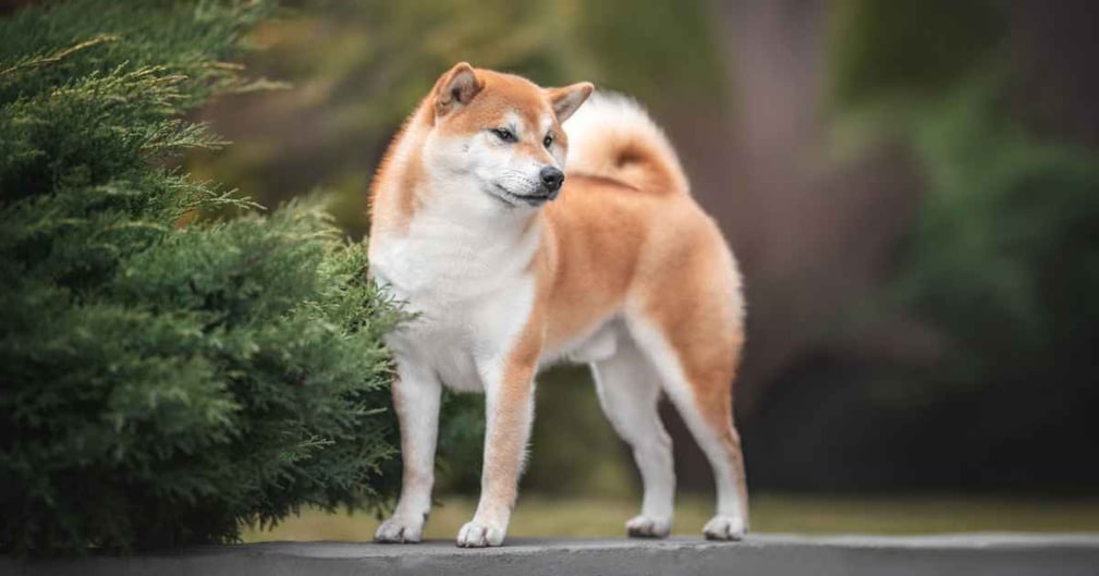  races de chiens les plus indépendants 