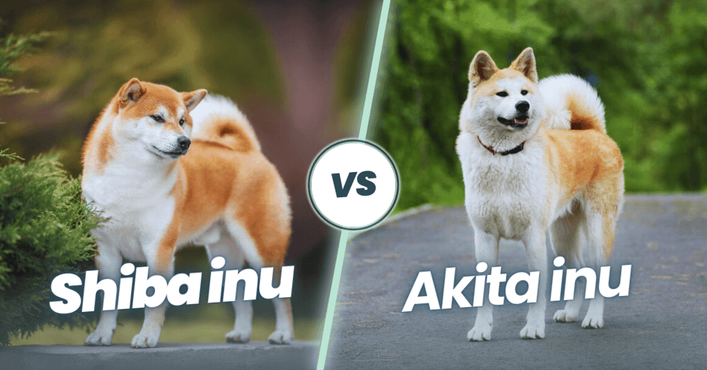 Akita inu et Shiba inu