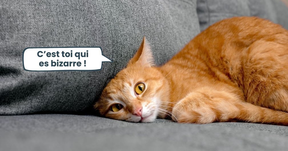 comprendre le comportement de votre chat 