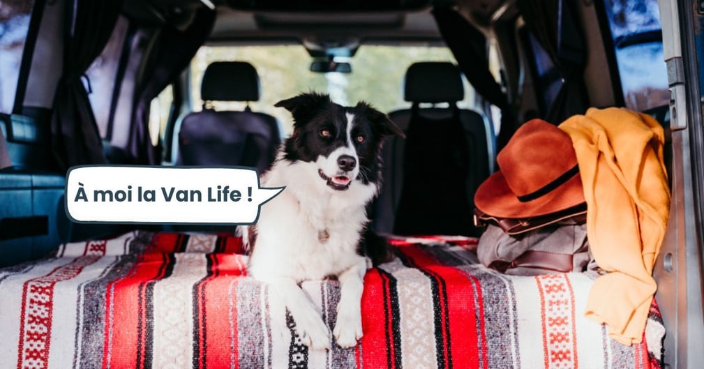 van trip avec son chien 