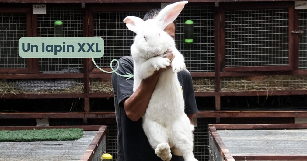 Lapin géant des Flandres