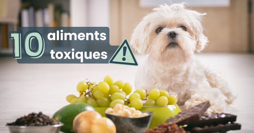 aliments toxiques chien