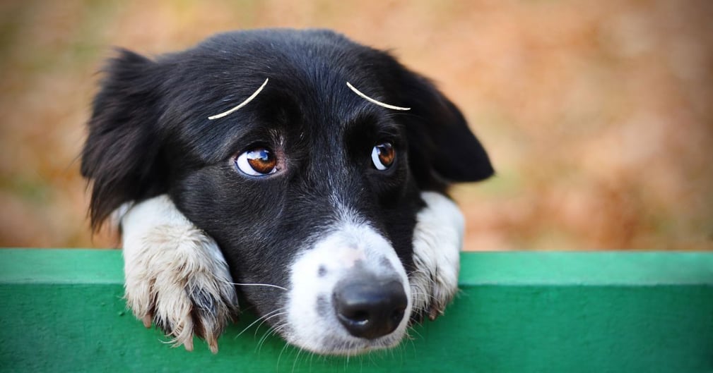 Un chien qui fait un câlin à son humaine