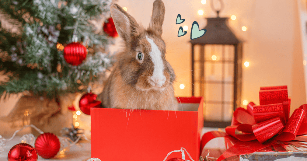 Offrir un lapin à noël