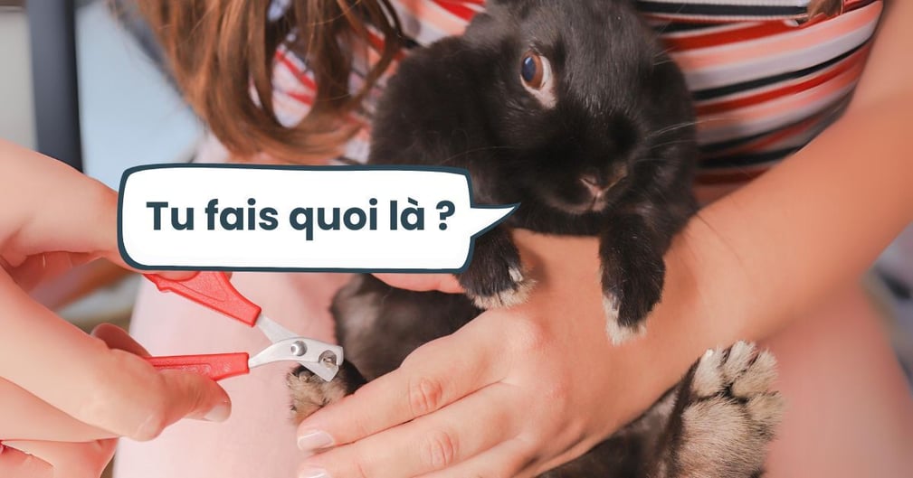 comment couper les griffes d un lapin