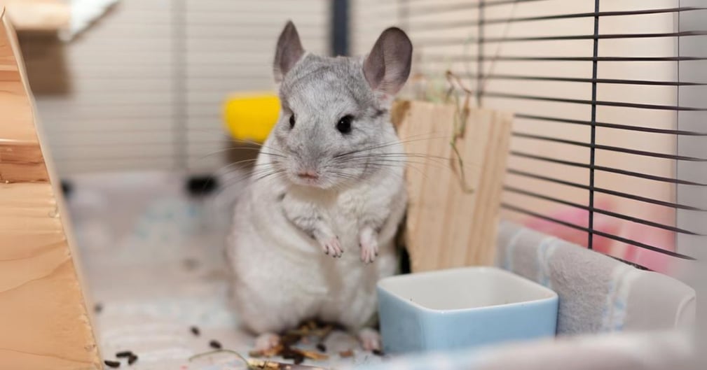 adopter un chinchilla