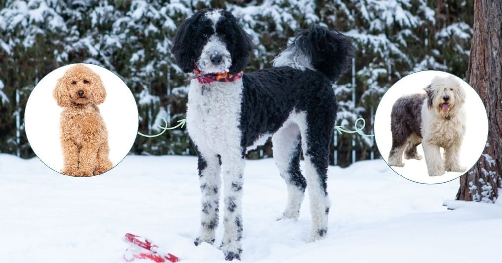 Sheepadoodle