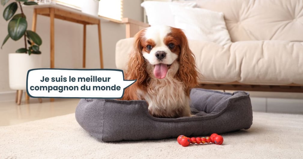 races de chiens faciles à vivre