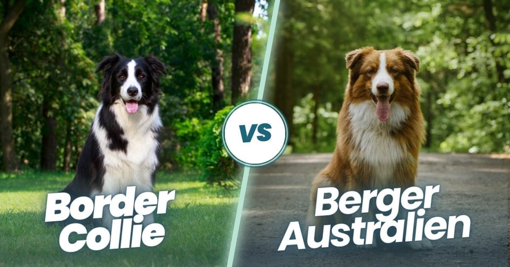 Border Collie vs Berger Australien