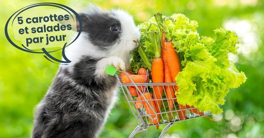 Lapin en bonne santé