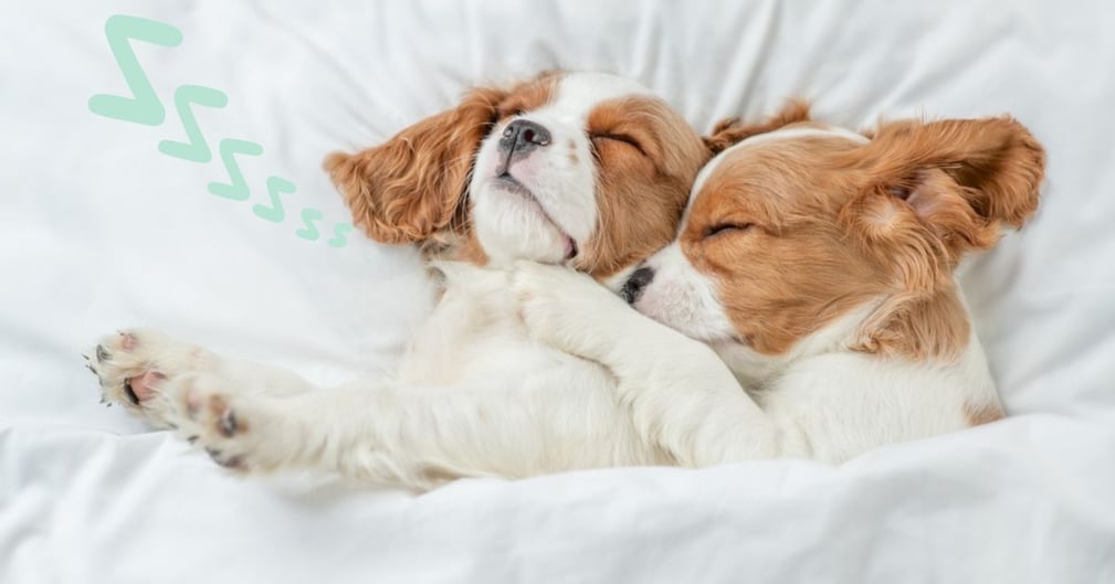 Les races de chiens les plus dormeurs 