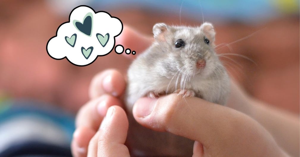 comment apprivoiser un hamster