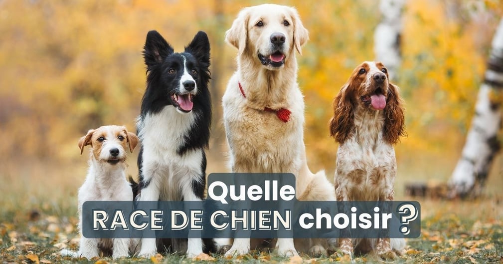 criteres choisir race chien