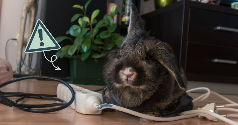 Sécuriser sa maison pour son lapin