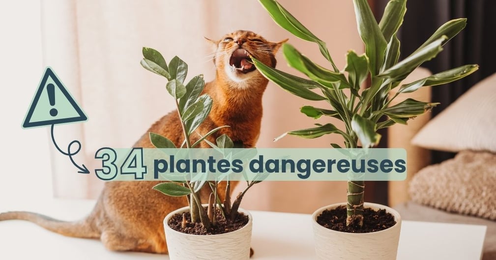  plantes dangereuses pour votre chat