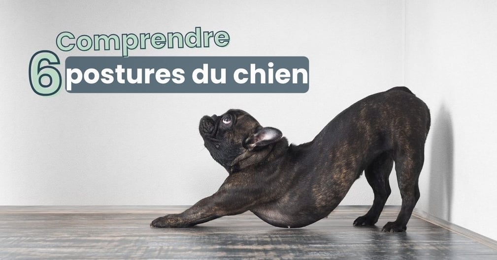 postures du chien