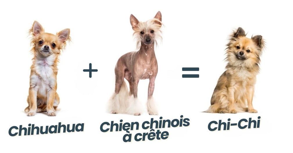 Race croisée Chihuahua x Chien chinois à crête