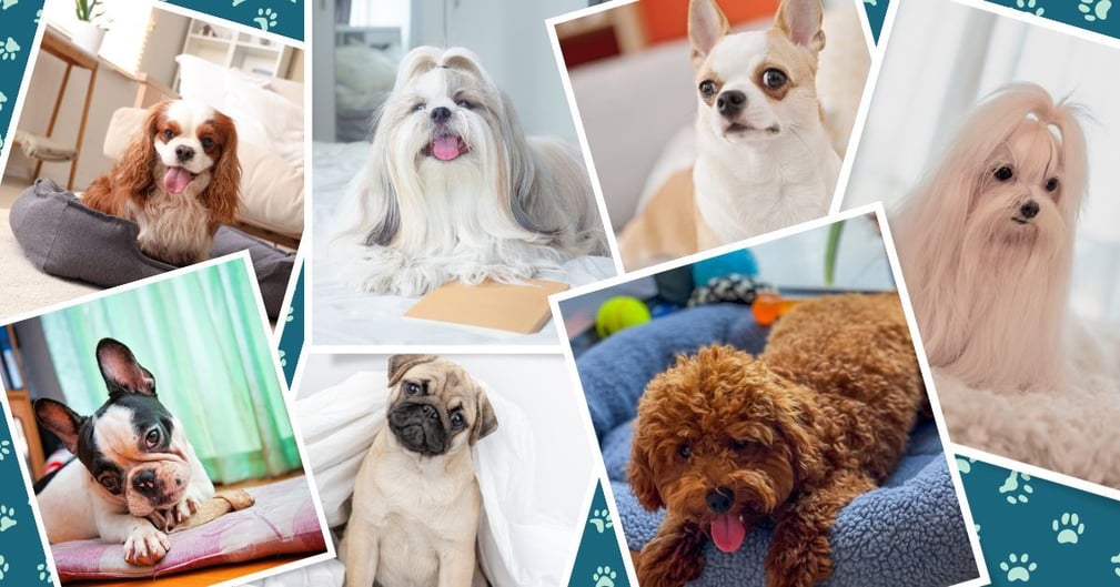 Les races de chiens les plus adaptées à la vie en appartement