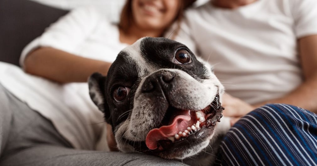 choisir chien appartement