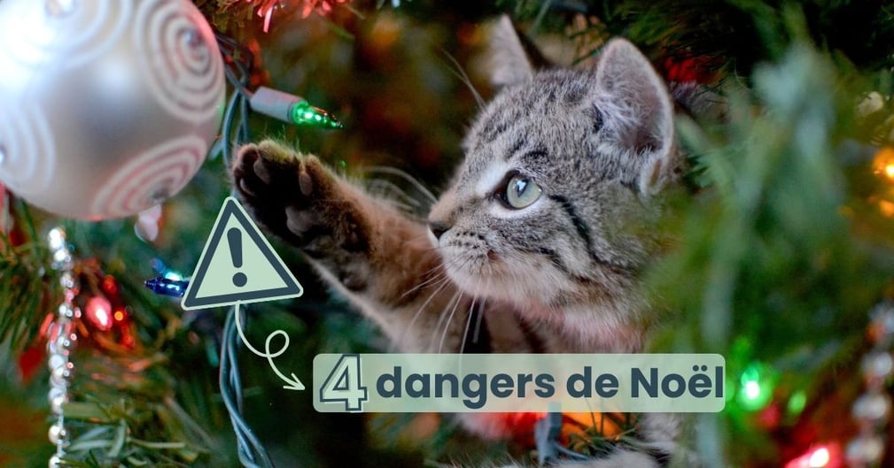 Danger chat Noël