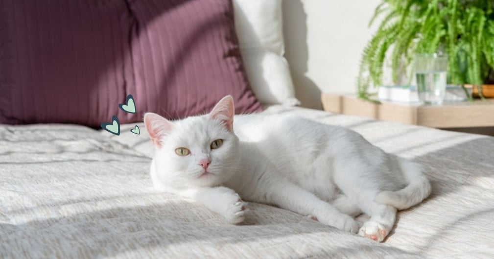 Le chat blanc porte-t-il chance dans la maison