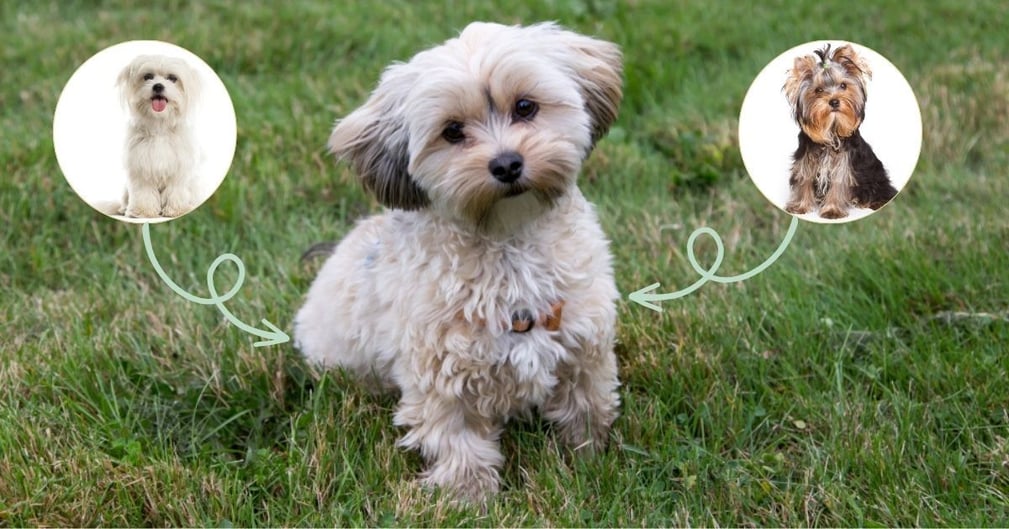 Morkie (Yorkshire Terrier x Bichon maltais)