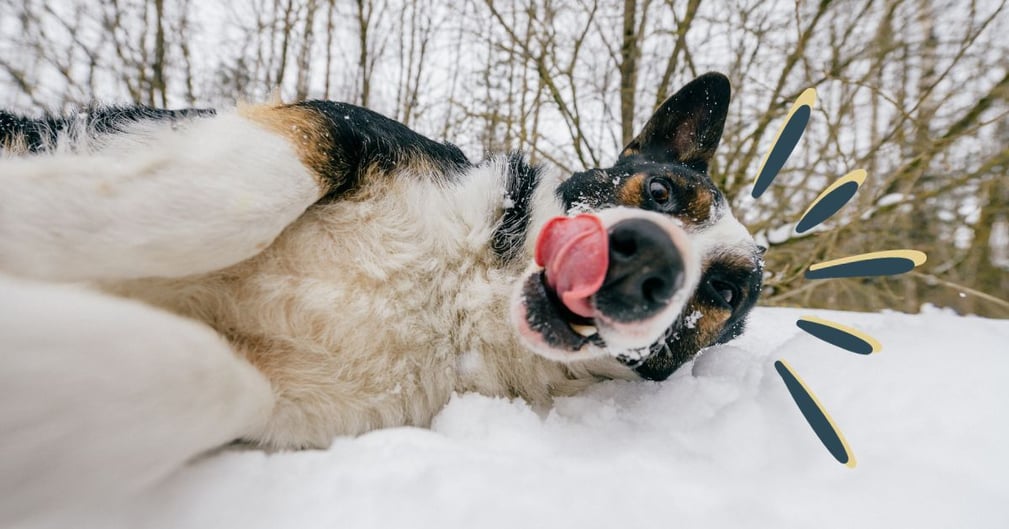 Chien qui se roule dans la neige