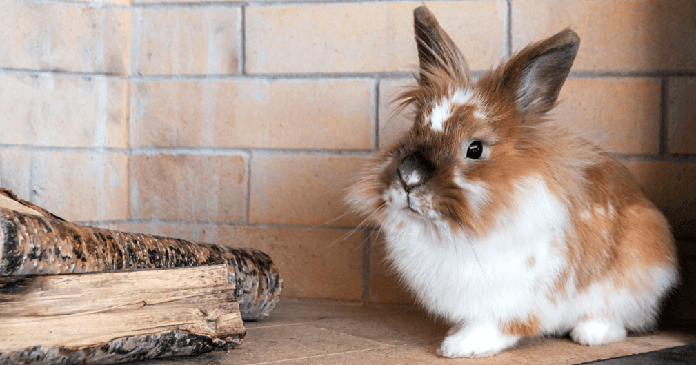 Le Lapin à Tête de Lion